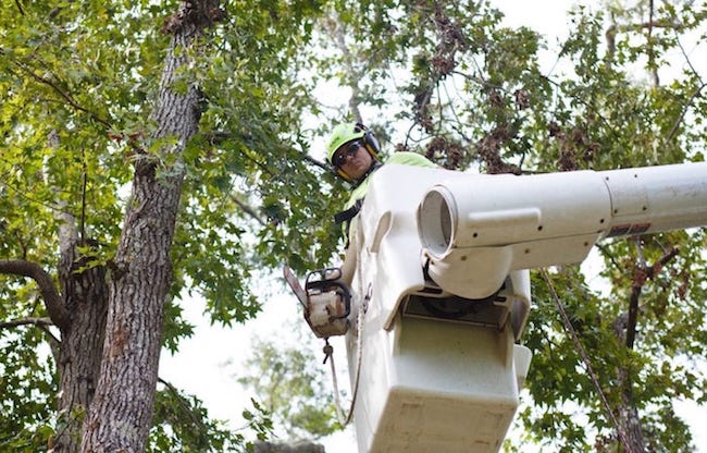 Tree trimming service using a bucket truck