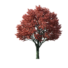 Red maple tree icon