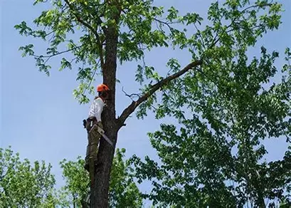 Tree Trimming in West Chester, OH