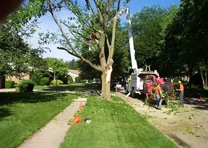 Tree Removal West Chester OH