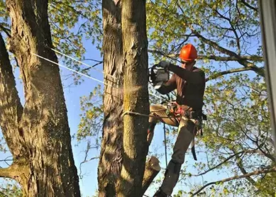 Tree pruning West Chester OH