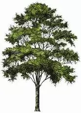 White oak tree graphic